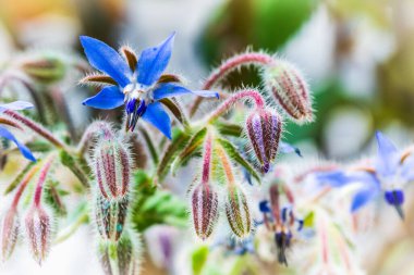 Güzel orkide çiçekleri yakın çekim