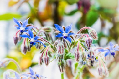 Güzel orkide çiçekleri yakın çekim