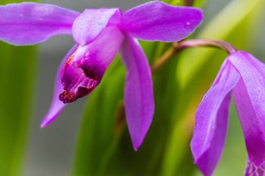 Güzel orkide çiçekleri yakın çekim