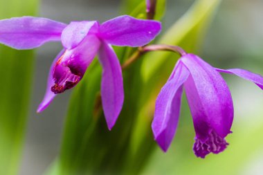 Güzel orkide çiçekleri yakın çekim