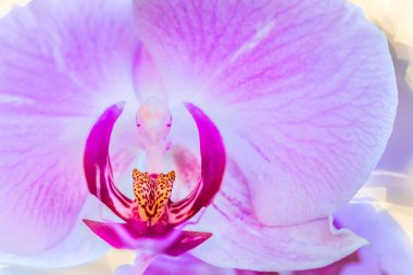 Güzel orkide çiçekleri yakın çekim
