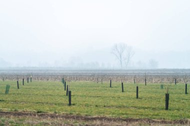 Nebbia Cassacco kırsal alanı, İtalya