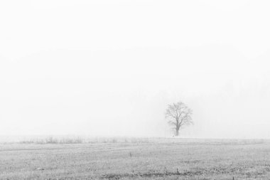 Nebbia Cassacco kırsal alanı, İtalya