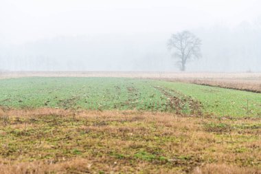 Nebbia Cassacco kırsal alanı, İtalya