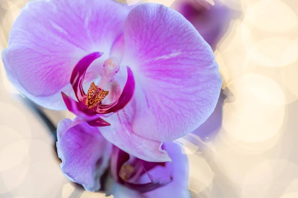 Piękne Kwiaty Orchidei Bliska — Zdjęcie stockowe