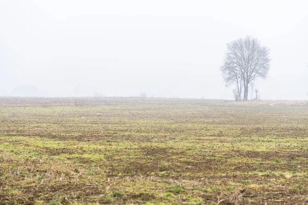 Nebbia Cassacco Scène Rurale Italie — Photo