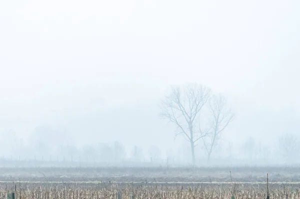 Nebbia Cassacco Scène Rurale Italie — Photo