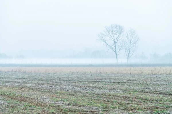 Nebbia Cassacco Scène Rurale Italie — Photo