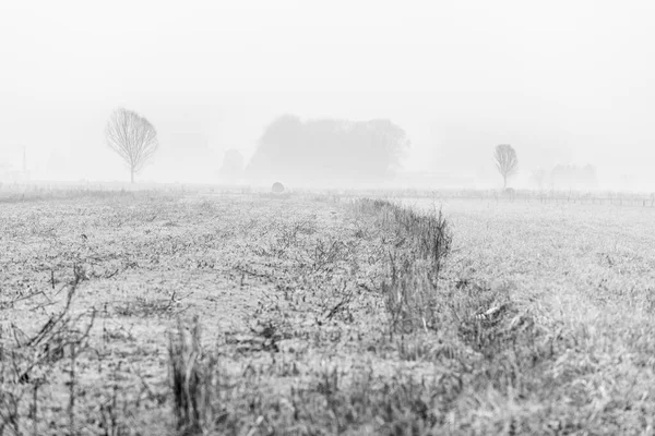 Nebbia Cassacco Scena Rurale Italia — Foto Stock