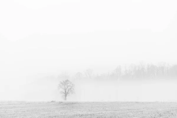 Nebbia Cassacco Cenário Rural Itália — Fotografia de Stock