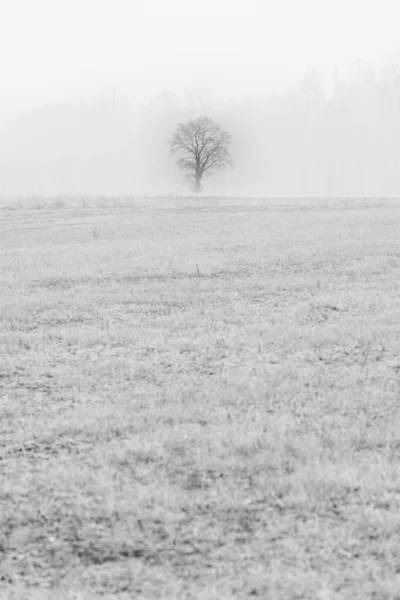 Nebbia Cassacco Cenário Rural Itália — Fotografia de Stock