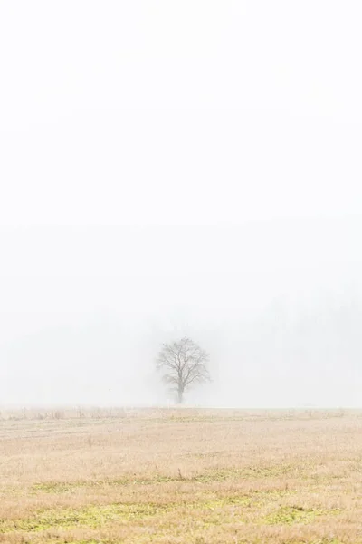 Nebbia Cassacco Cenário Rural Itália — Fotografia de Stock