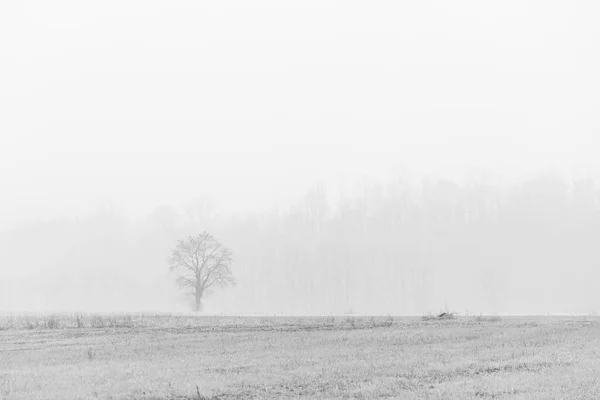 Nebbia Cassacco Rural Scene Italia — Foto de Stock