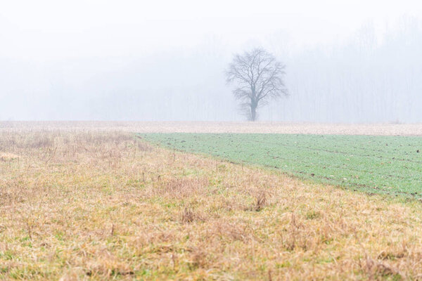 Nebbia Cassacco rural scene, Italy