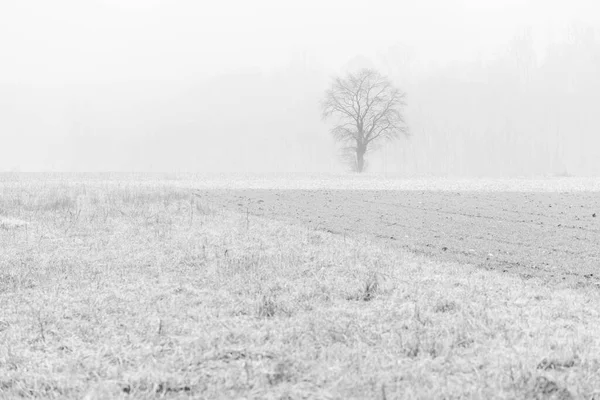 Nebbia Cassacco Rural Scene Italia —  Fotos de Stock