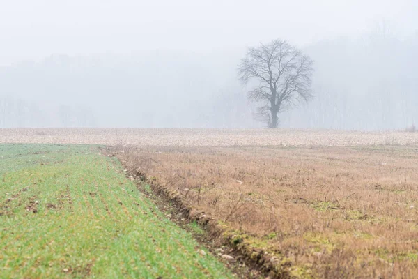 Nebbia Cassacco Scène Rurale Italie — Photo