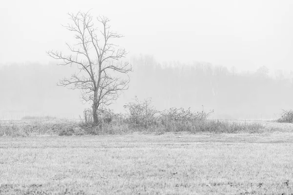 Nebbia Cassacco Scène Rurale Italie — Photo