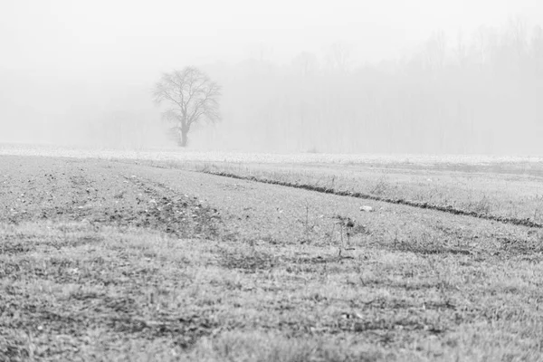 Nebbia Cassacco Platteland Italië — Stockfoto