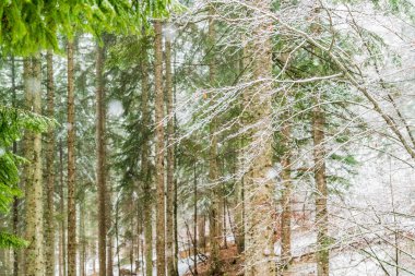 İtalya 'da Saisera Vadisi kış manzarası 