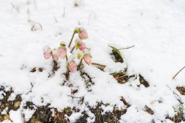 İtalya 'da Saisera Vadisi kış manzarası 