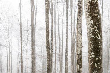 İtalya 'da Saisera Vadisi kış manzarası 