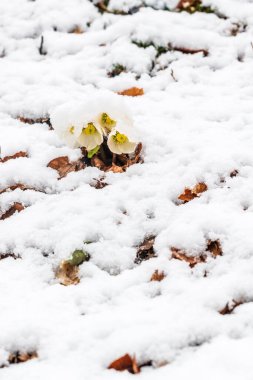 İtalya 'da Saisera Vadisi kış sahnesi kapanıyor 