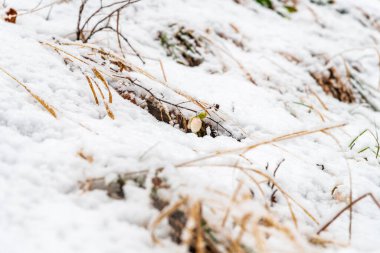 İtalya 'da Saisera Vadisi kış sahnesi kapanıyor 