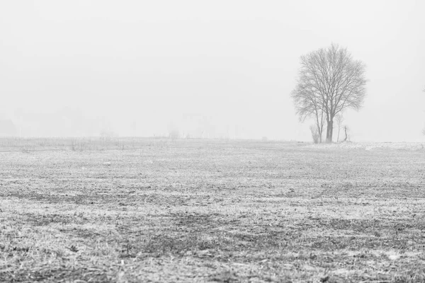 Foggy Field Landscape Cassacco Italia — Foto Stock