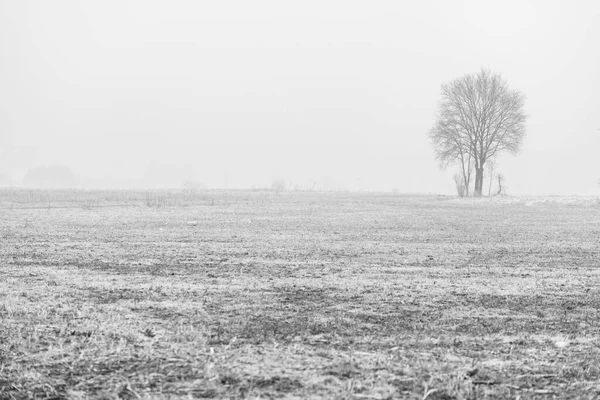 Campo Niebla Paisaje Cassacco Italia —  Fotos de Stock