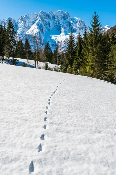 Saisera Valley Winterlandschaft Italien — Stockfoto