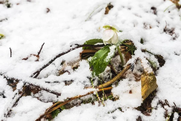 Saisera Valley Téli Táj Olaszországban — Stock Fotó