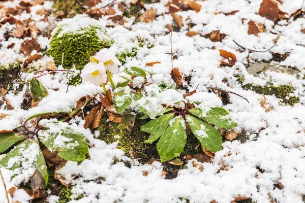 Saisera Valley Téli Táj Olaszországban — Stock Fotó