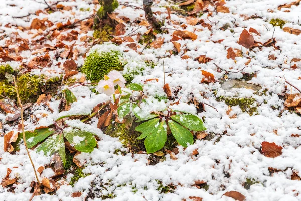 Saisera Valley Téli Jelenet Közel Olaszországban — Stock Fotó