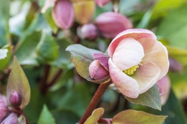 Bahar tarlasında büyüyen çiçekler, çiçekler arasında açan baharlar, çayırlar.   