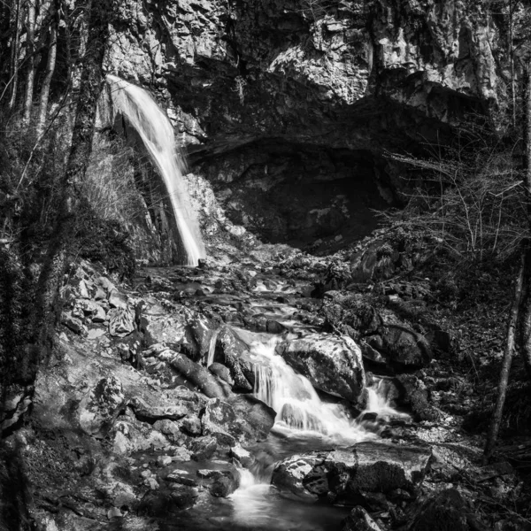 Forêt Verte Avec Vue Panoramique Sur Rivière — Photo