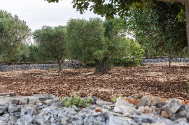İtalya 'da yaz manzarası manzarası
