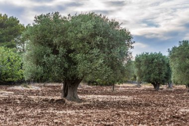 İtalya 'da yaz manzarası manzarası