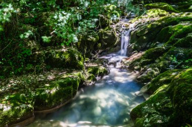 Nehir manzaralı yeşil orman