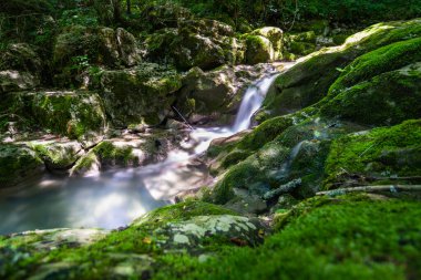 Nehir manzaralı yeşil orman