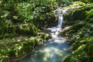 Nehir manzaralı yeşil orman