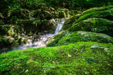 Nehir manzaralı yeşil orman