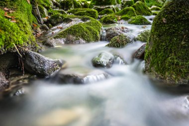 Nehir manzaralı yeşil orman