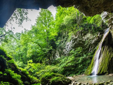 Nehir manzaralı yeşil orman