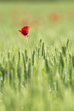 Yaygın gelincik bitkisi, papaver rhoeas, kırmızı gelincik çiçeği yaprakları 