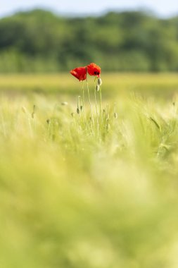 Yeşil çayırlarda parlayan kırmızı gelincikler. 
