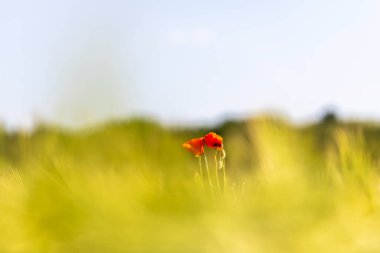Yeşil çayırlarda parlayan kırmızı gelincikler. 