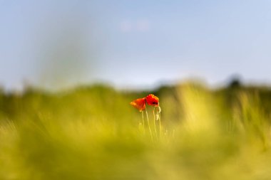 Yeşil çayırlarda parlayan kırmızı gelincikler. 
