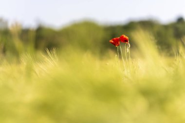 Yeşil çayırlarda parlayan kırmızı gelincikler. 