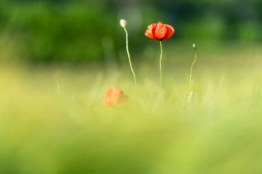 Yeşil çayırlarda parlayan kırmızı gelincikler. 