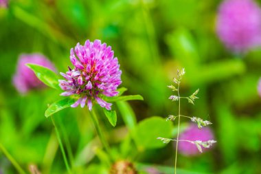 güzel çiçek yakın görünümü 